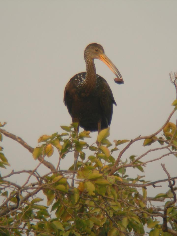 FIGURE 1 FIGURE 1